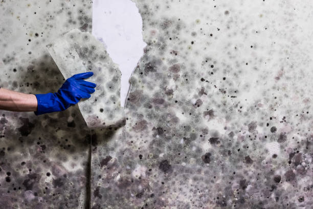 Best Mold Damage Repair  in Rio Pinar, FL