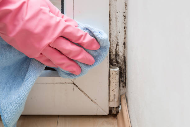 Certified Mold Removal in Rio Pinar, FL