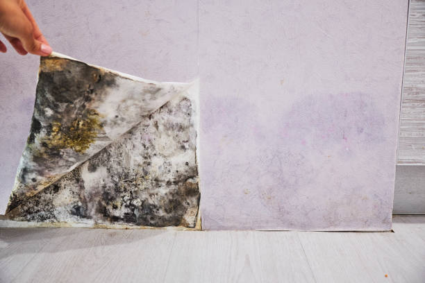 Best Residential Mold Removal  in Rio Pinar, FL